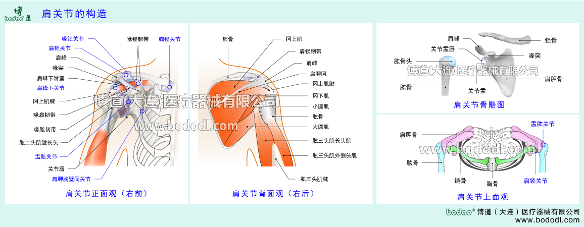 STRUCTURE OF SHOULDER  JOINT 