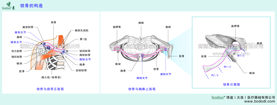 STRUCTURE OF CLAVICLE