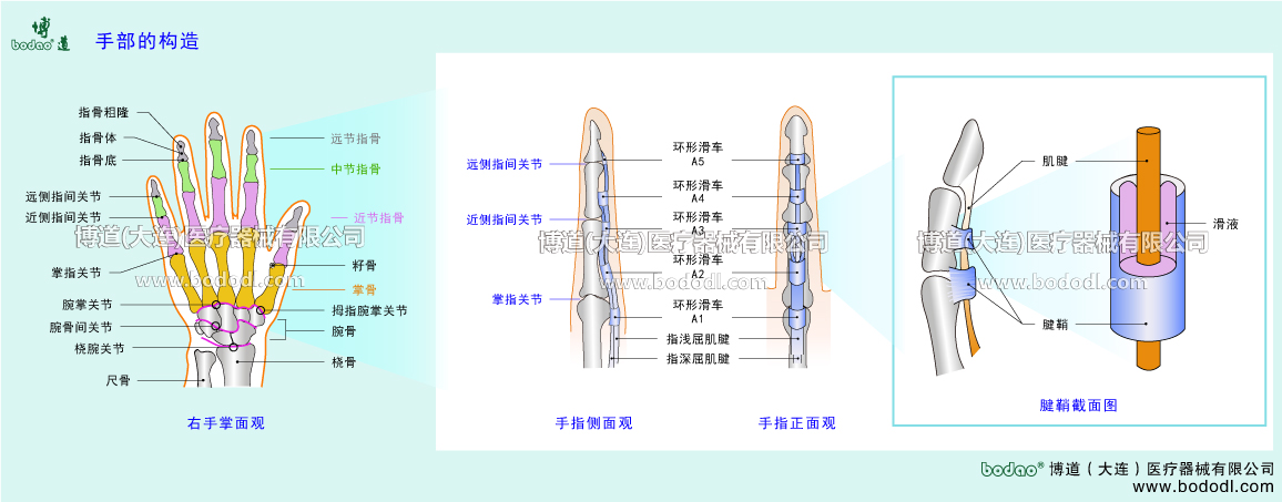STRUCTURE OF HAND