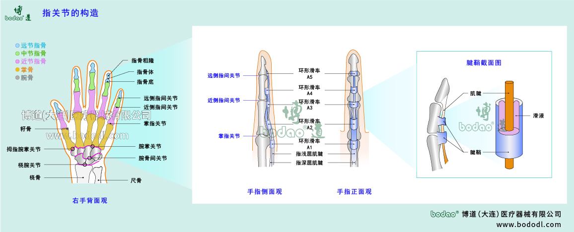 指關(guān)節(jié)的構(gòu)造