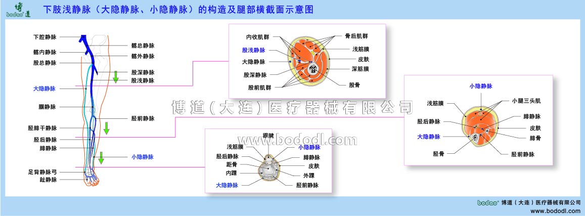 下肢靜脈的構(gòu)造與靜脈回流